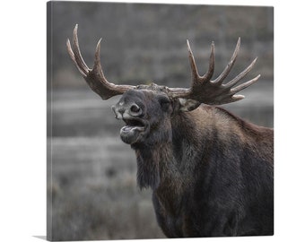 May include: A large, brown moose with large antlers stands in a field. The moose is looking to the right and has its mouth open, as if it is calling out.