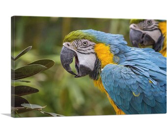 ARTCANVAS Macaw Home Decor Rectangle Canvas Art Print