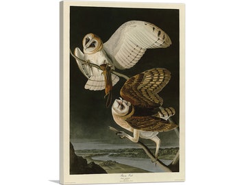 ARTCANVAS Barn Owl by John James Audubon Canvas Art Print