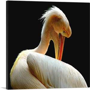 ARTCANVAS Pelican Home Decor Canvas Art Print
