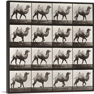 ARTCANVAS Camel Racking 1887 by Eadweard Muybridge Canvas Art Print
