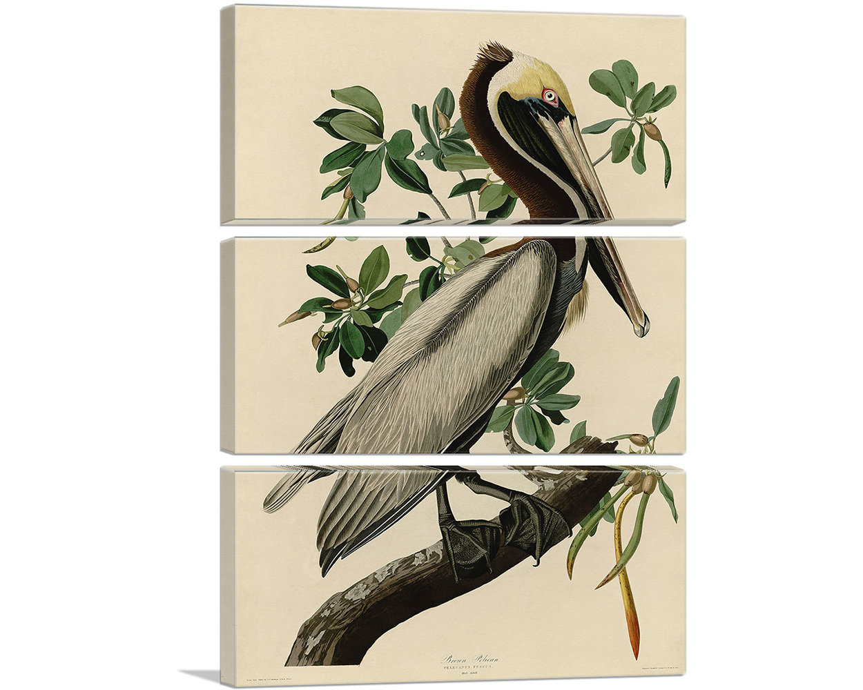 ARTCANVAS Brown Pelican by John James Audubon Canvas Art Print - Etsy