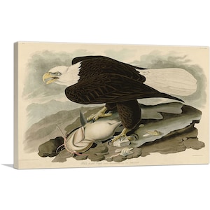ARTCANVAS Bald Eagle by John James Audubon Canvas Art Print