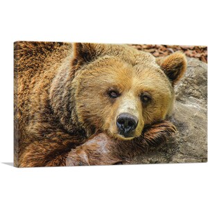 ARTCANVAS Oso Grizzly en Rock Zoo Decoración Lienzo Impresión