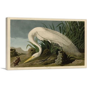ARTCANVAS White Heron by John James Audubon Canvas Art Print