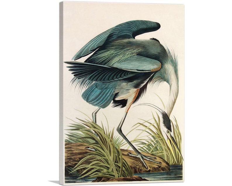 ARTCANVAS Great Blue Heron by John James Audubon Canvas Art Print image 1