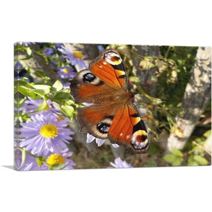 ARTCANVAS Pavo Real Mariposa sobre Flores Decoración del Hogar Rectángulo Lienzo Impresión Artística
