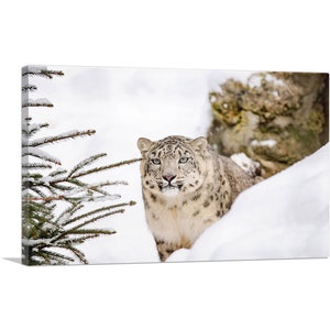 ARTCANVAS Snow Leopard Home Decor Canvas Art Print