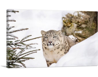ARTCANVAS Snow Leopard Home Decor Canvas Art Print