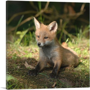 ARTCANVAS Little Fox in Forest - Lienzo decorativo para decoración del hogar