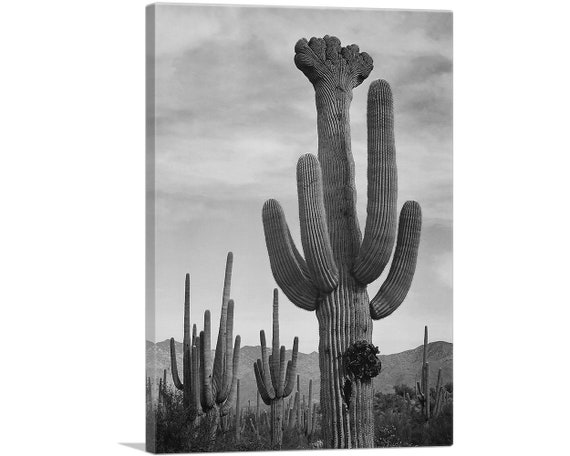 ARTCANVAS Full View of Cactus - Saguaro National Monument - Arizona Black  and White Photography Canvas Art Print by Ansel Adams - Etsy sterreich