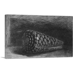 May include: A black and white drawing of a seashell with a textured surface. The shell is in a dark, shadowy background.