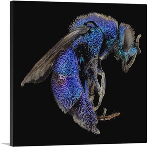 ARTCANVAS Blue Wasp Insect Home Decor Canvas Art Print