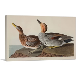 ARTCANVAS Gadwall Duck by John James Audubon Canvas Art Print