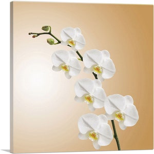 ARTCANVAS White Blossom Flowers Home Decor Canvas Art Print