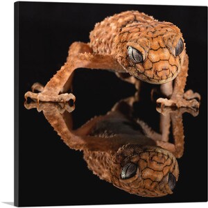 ARTCANVAS Gecko Home Decor Canvas Art Print