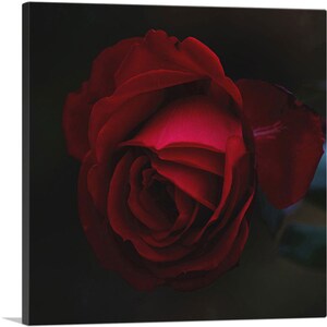 ARTCANVAS Rose Red Flower Canvas Art Print