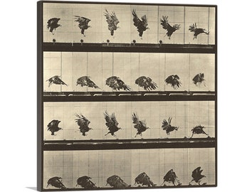 ARTCANVAS Animal Locomotion - Eagle by Eadweard Muybridge Canvas Art Print