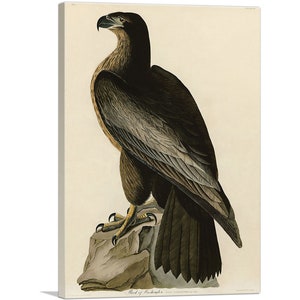 ARTCANVAS Bald Eagle - Bird of Washington by John James Audubon Canvas Art Print