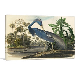 ARTCANVAS Louisiana Heron by John James Audubon Canvas Art Print