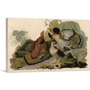 ARTCANVAS Ruffed Grouse by John James Audubon Canvas Art Print