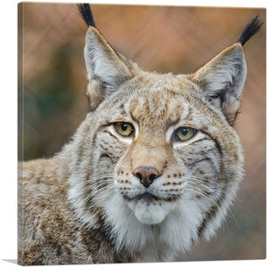 ARTCANVAS Lynx in Forest - Lienzo decorativo para decoración del hogar