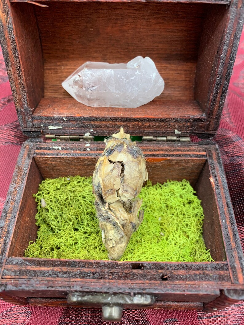 Mummified Rat Skull and Quartz Wand Curio Cabinet Starter Set