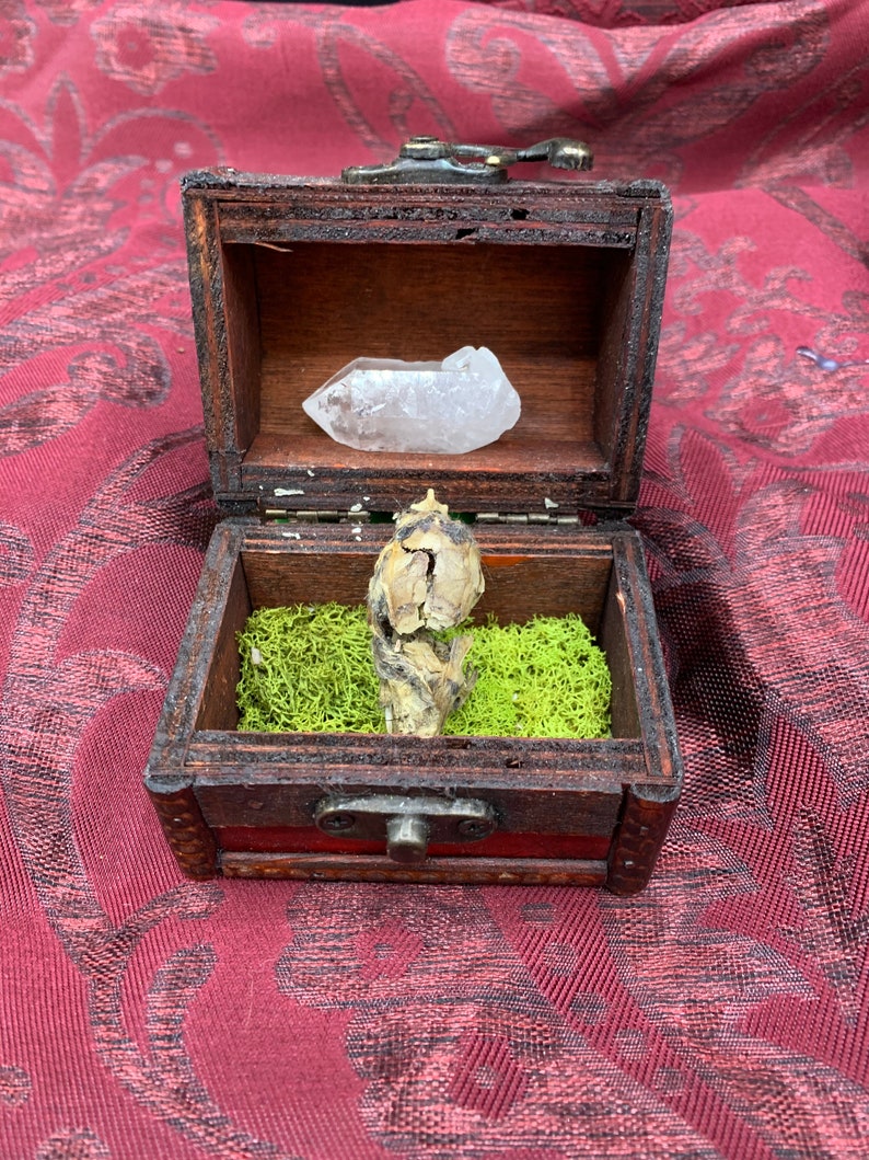 Mummified Rat Skull and Quartz Wand Curio Cabinet Starter Set