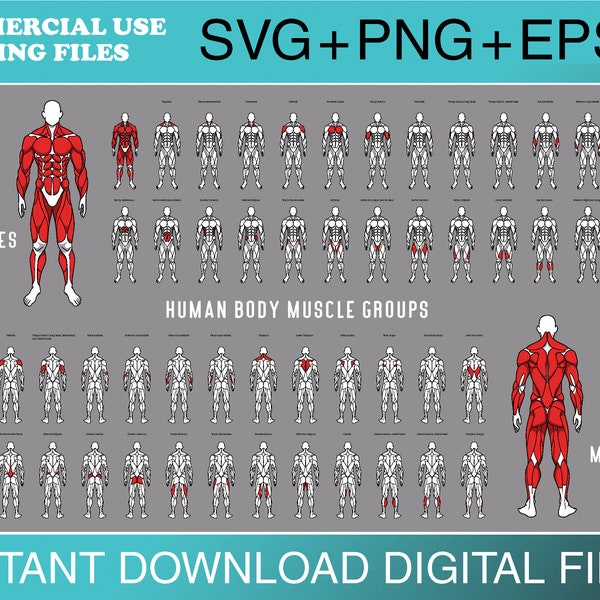 Muscles SVG Bundle-Editable muscles-Highlight muscle groups for gym poster- Muscle clip art-Human Anatomy Muscle Map-Cricut cutting file Svg