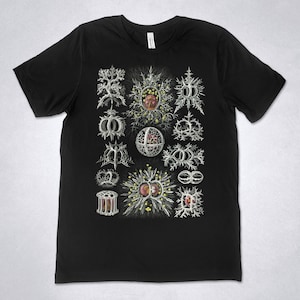Ernst Haeckel t-shirt - Stephoidea, Art Forms of Nature - 1904, Haeckel shirt, Haeckel t-shirt, Vintage illustration t-shirt, Haeckel print