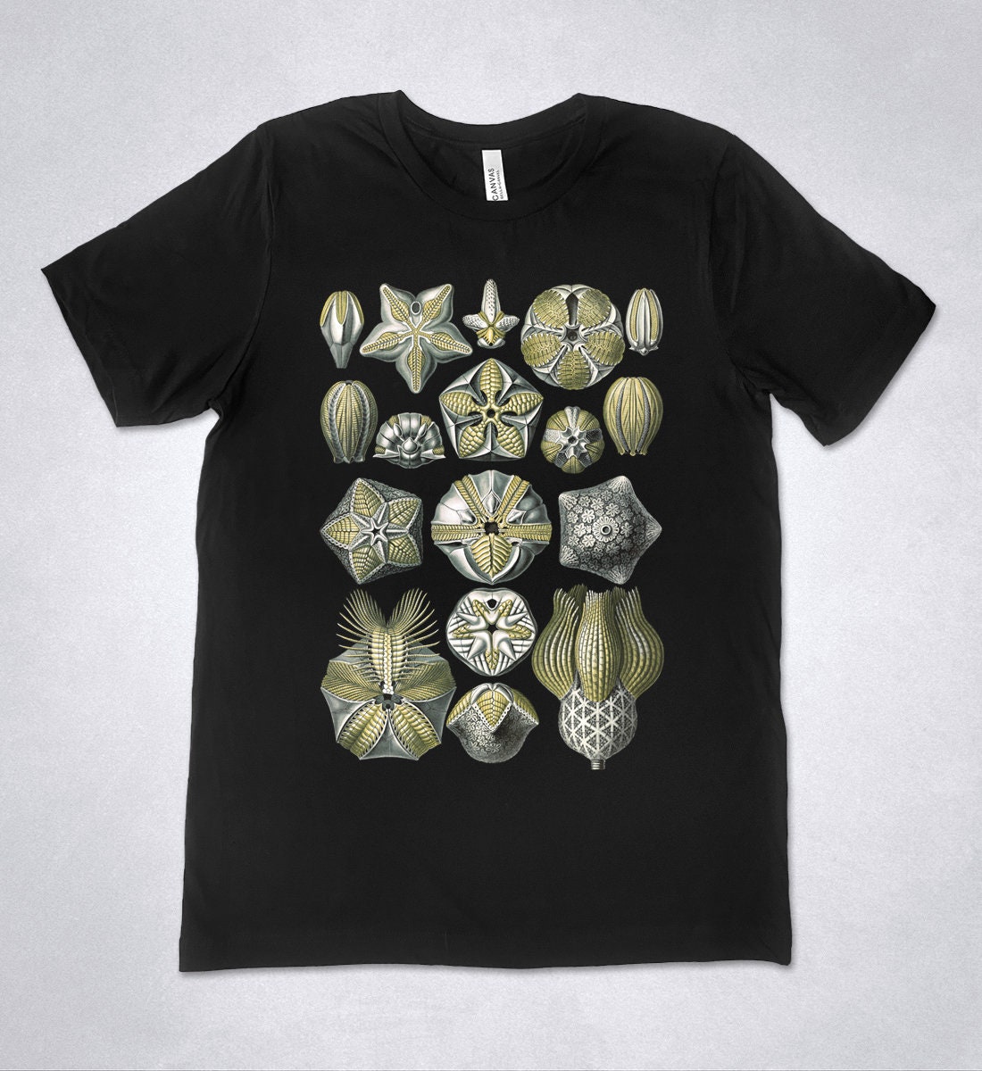 Ernst Haeckel T-shirt Blastoidea Art Forms of Nature - Etsy