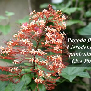 Pagoda flower Clerodendrum paniculatum Orange Tower Live Rooted