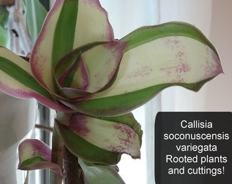 Callisia soconuscensis variegata congesta Live rooted cuttings plant HARD TO FIND Leaves White Purple Green