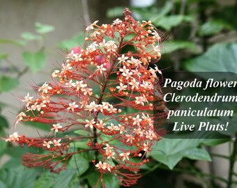 Pagoda flower Clerodendrum paniculatum Orange Tower Live Rooted