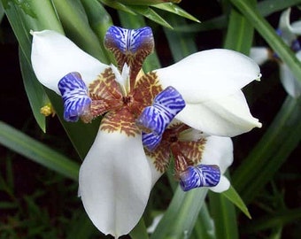 Walking Iris Neomarica gracilis Live Plants LARGE and ROOTED