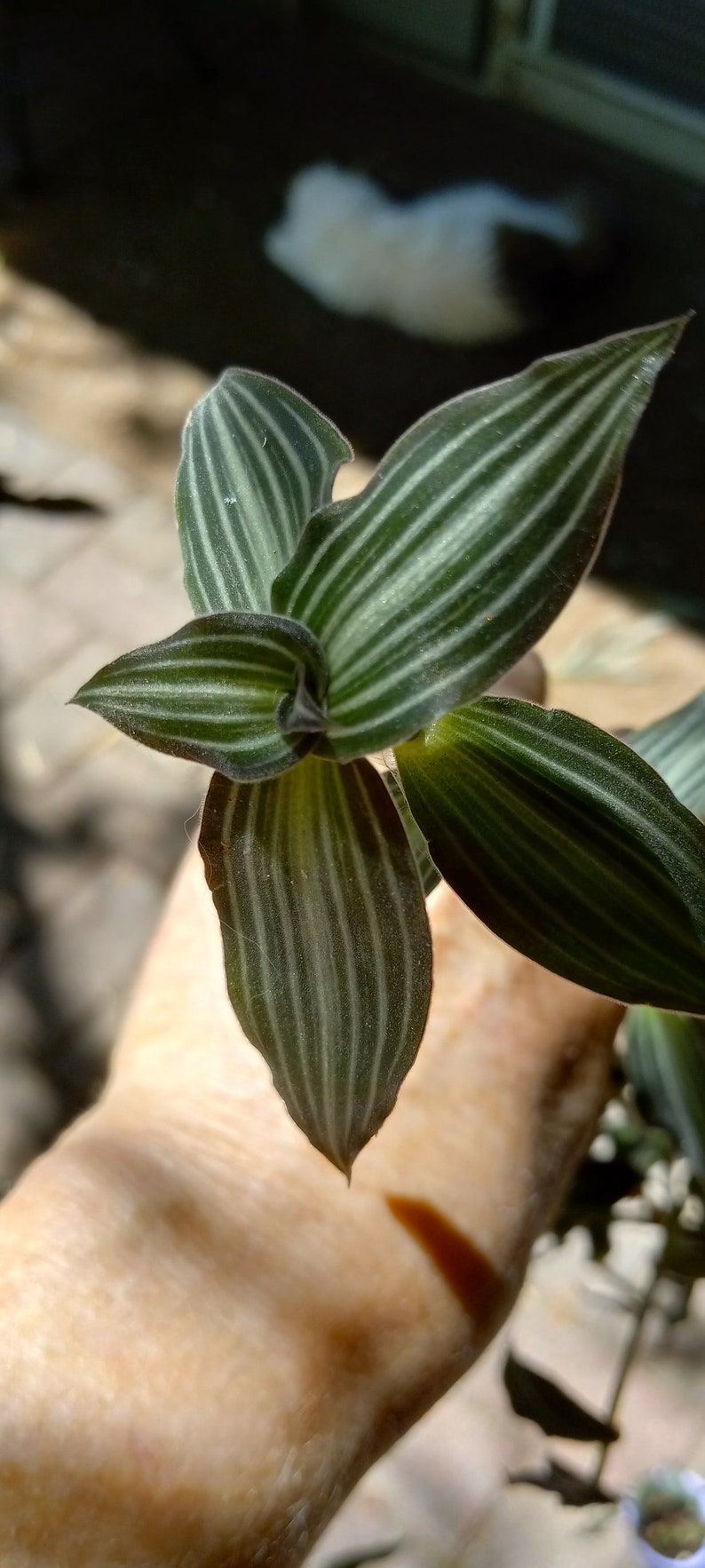 Callisia Elegans Varigated Puppy Ears Live Rooted Plant Etsy