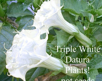 Datura Metel (Datura Metel 'Alba') Large Triple Pure WHITE Devil''s Trumpet Fragrant Day Night