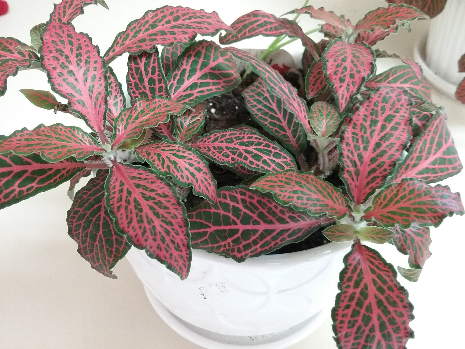 Ruby red nerve plant