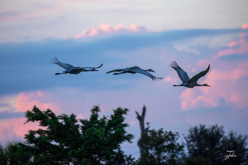 It Was Twilight And Sandhill Cranes >> Sand Hill Cranes At Twilight Etsy It Was Twilight And Sandhill Cranes >> Sand Hill Cranes At Twilight Etsy