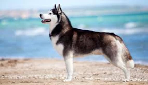 alsatian akita cross