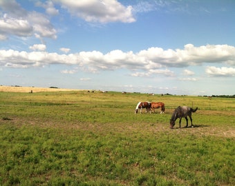 Texas Horses Photograph