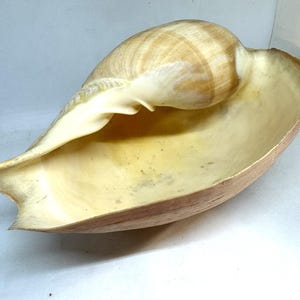 May include: A large, natural seashell with a spiral top and a wide, open interior. The shell features a gradient of colors, from light beige to a darker brown, with a smooth, polished surface. The interior is a creamy yellow.