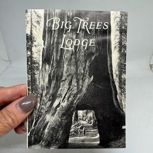 May include: Black and white postcard featuring a large tree with an opening, revealing a path and two figures. The text "Big Trees Lodge" is printed at the top. The image is a vintage photograph.