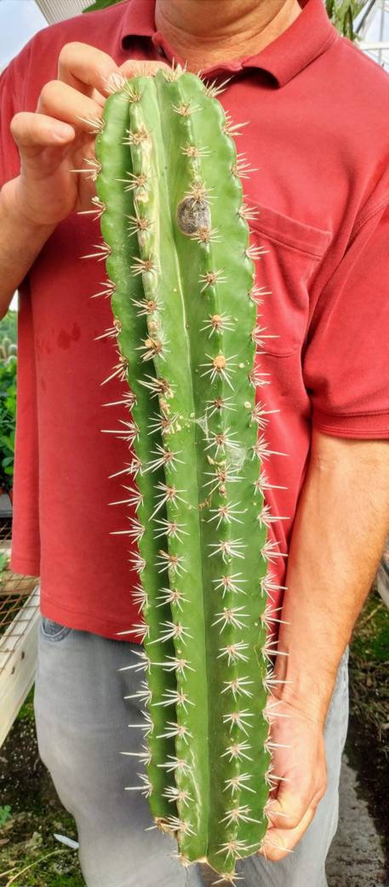 RARE Gray Ghost Organ Pipe Cactus Stenocereus Etsy