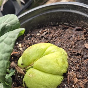 May include: A light green chayote squash in a black pot filled with soil. The squash is a pale green color and has a bumpy texture. A green leaf is visible on the left side of the image.