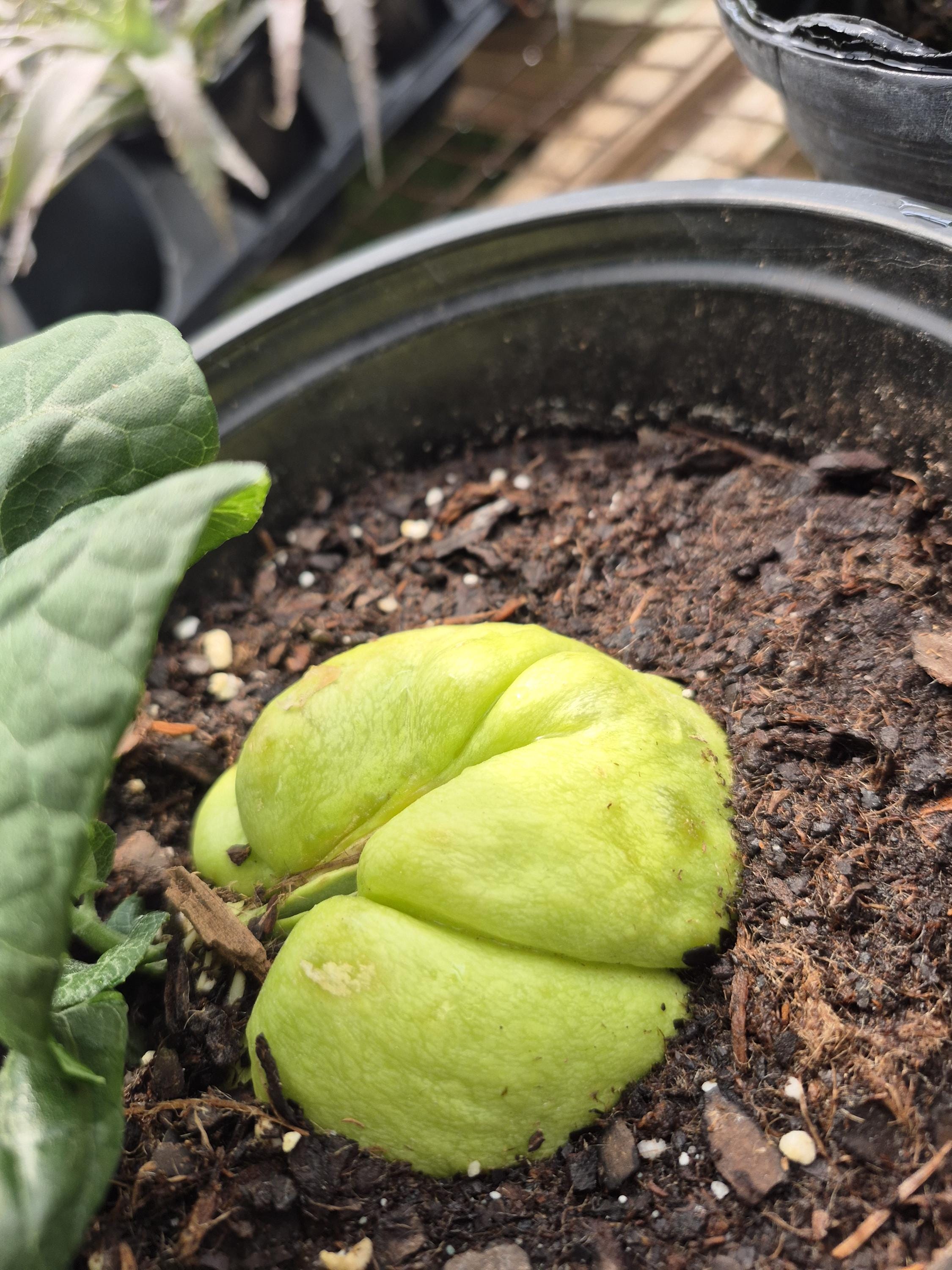 Chayote Plant - Etsy