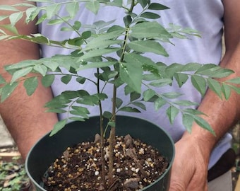 May include: A small curry leaf plant in a dark green plastic pot. The plant has multiple stems with green leaves. The pot is filled with soil and small pebbles. The plant is held by a person.