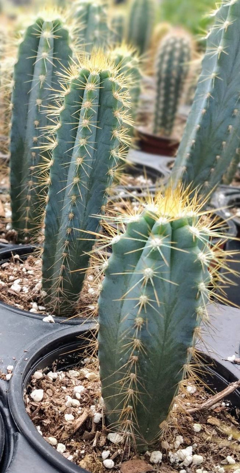Pilosocereus Azureus. Blue Torch Cactus. Tree Cactus. Similar - Etsy