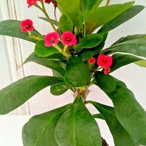 Crown of Thorns Cactus, Euphorbia Milii Zephyr, 12&quot; Long, Medium size, Outdoor Houseplant, Pink/Yellow Mini Flower Pot #4 FREE SHIPPING