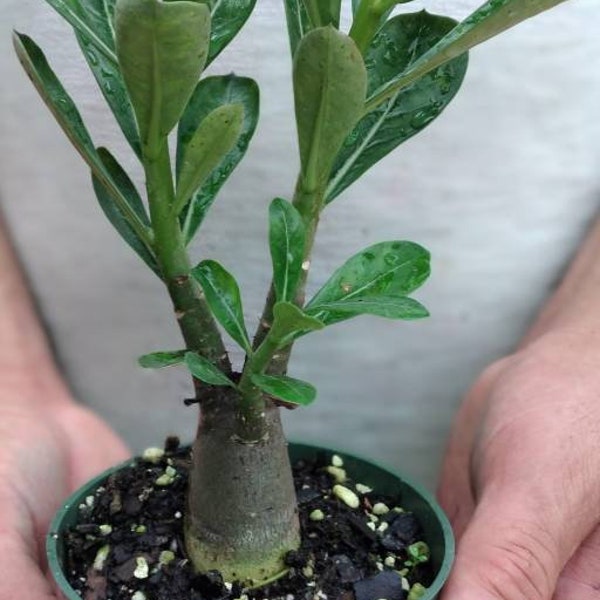 Fat Boy Adenium Arabicum Succulent Plant Bonsai.  Dessert Rose. Adam Bush. Elephant Foot. Houseplant. Grown from seed 4" Pot. FREE SHIPPING